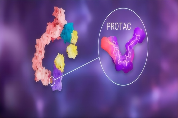  PROTAC protein degrader