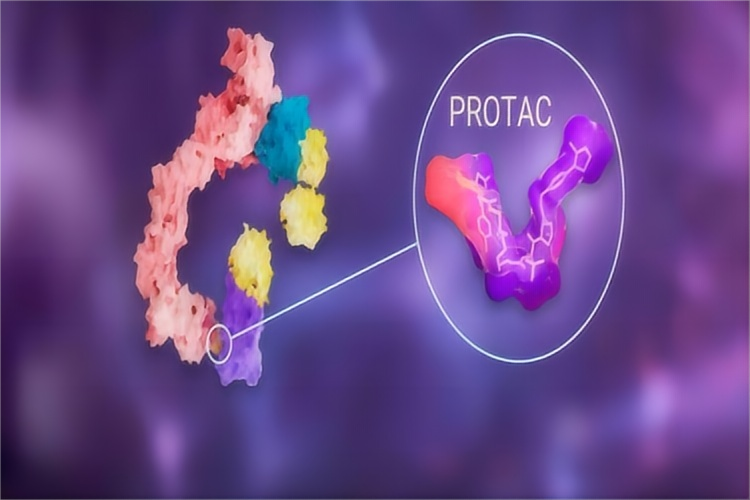 PROTAC蛋⽩质降解剂